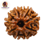 10 Mukhi Rudraksha – Sacred Spiritual Bead for Peace, Positivity & Protection