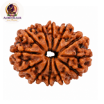 11 Mukhi Rudraksha – Sacred Spiritual Bead for Courage, Wisdom & Confidence