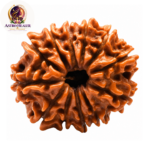 12 Mukhi Rudraksha – Sacred Spiritual Bead for Leadership, Confidence & Radiance