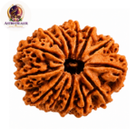 13 Mukhi Rudraksha – Sacred Spiritual Bead for Attraction, Confidence & Fulfilment