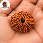 13 Mukhi Rudraksha – Sacred Spiritual Bead for Attraction, Confidence & Fulfilment - Image 3