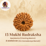 13 Mukhi Rudraksha – Sacred Spiritual Bead for Attraction, Confidence & Fulfilment - Image 4