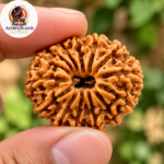 14 Mukhi Rudraksha – Sacred Spiritual Bead for Intuition, Courage & Divine Protection - Image 3