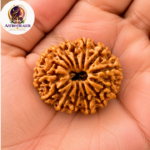 14 Mukhi Rudraksha – Sacred Spiritual Bead for Intuition, Courage & Divine Protection - Image 4