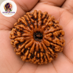 15 Mukhi Rudraksha – Sacred Spiritual Bead for Emotional Balance, Peace & Harmony - Image 3
