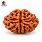 2 Mukhi Rudraksha – Sacred Spiritual Bead for Harmony & Balance