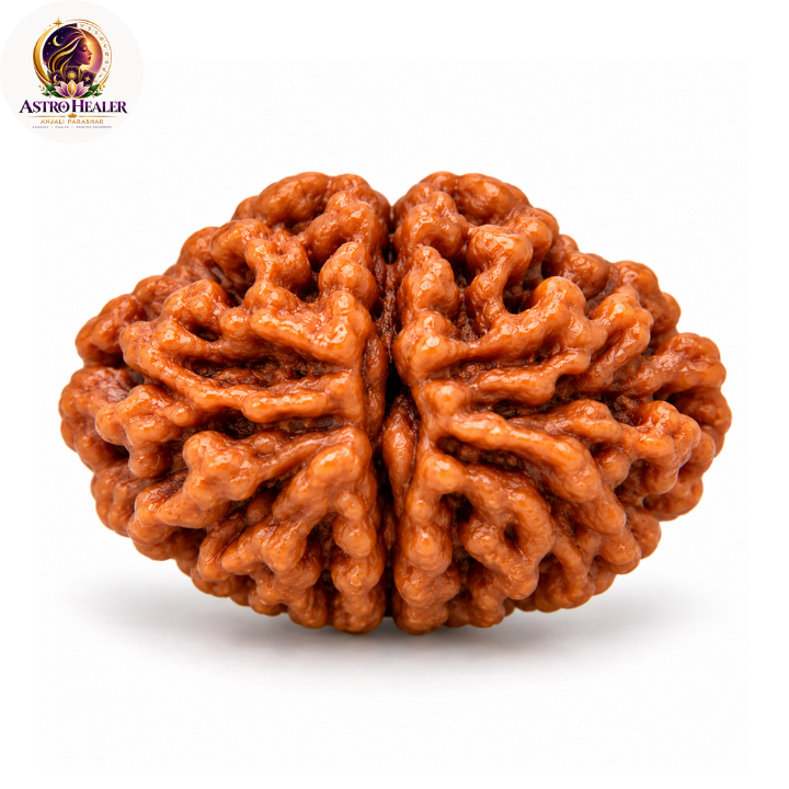 2 mukhi rud 2 Mukhi Rudraksha – Sacred Spiritual Bead for Harmony & Balance - Image 1