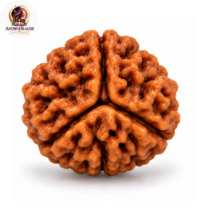 3 mukhi rud 3 Mukhi Rudraksha – Sacred Spiritual Bead for Inner Strength & Transformation - Image 1