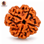 4 Mukhi Rudraksha – Sacred Spiritual Bead for Knowledge, Wisdom & Creativity