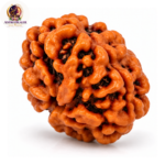 4 Mukhi Rudraksha – Sacred Spiritual Bead for Knowledge, Wisdom & Creativity - Image 2