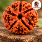 5 Mukhi Rudraksha – Sacred Spiritual Bead for Peace, Meditation & Spiritual Growth - Image 5