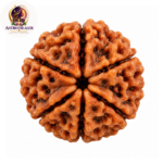 6 Mukhi Rudraksha – Sacred Spiritual Bead for Confidence, Wisdom & Self-Discipline