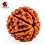 6 Mukhi Rudraksha – Sacred Spiritual Bead for Confidence, Wisdom & Self-Discipline - Image 2