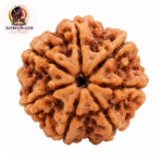 7 Mukhi Rudraksha – Sacred Spiritual Bead for Prosperity, Stability & Abundance